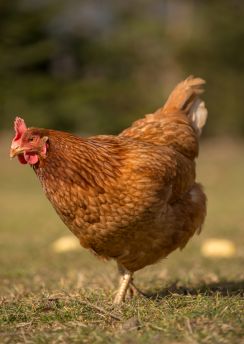 Lais Puzzle - Huhn - 100, 200, 500 & 1.000 Teile