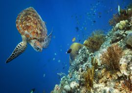 Lais Puzzle - Meeresschildkröte schwimmt bei Korallen - 100, 200, 500 & 1.000 Teile