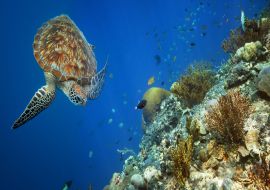 Lais Puzzle - Meeresschildkröte schwimmt bei Korallen - 1.000 Teile