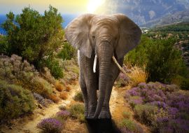 Lais Puzzle - Elefant - 500 & 1.000 Teile