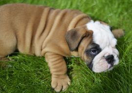 Lais Puzzle - Bulldogge - 100, 200, 500 & 1.000 Teile