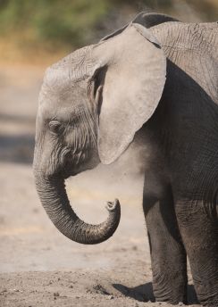 Lais Puzzle - Junger Elefant im Serengeti Nationalpark - 100, 200, 500 & 1.000 Teile