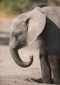 Lais Puzzle - Junger Elefant im Serengeti Nationalpark - 1.000 Teile