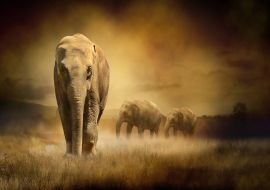 Lais Puzzle - Elefanten im Sonnenuntergang - 1.000 Teile