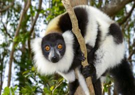 Lais Puzzle - Lemur - 1.000 Teile