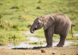 Lais Puzzle - Junger afrikanischer Elefant - 100, 200, 500 & 1.000 Teile