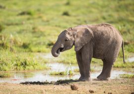 Lais Puzzle - Junger afrikanischer Elefant - 1.000 Teile