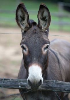 Lais Puzzle - Esel - 1.000 Teile