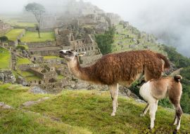 Lais Puzzle - Trinkendes Lama bei Machu Picchu - 100, 200, 500 & 1.000 Teile