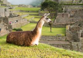 Lais Puzzle - Lama in Machu Picchu - 100, 200, 500 & 1.000 Teile