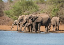 Lais Puzzle - Herde Elefanten im Krüger Nationalpark - 1.000 Teile