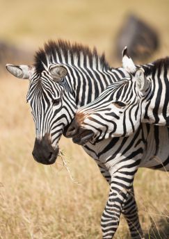 Lais Puzzle - Zebras im Serengeti Nationalpark - 1.000 Teile