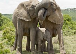 Lais Puzzle - Elefanten - 100, 200, 500 & 1.000 Teile