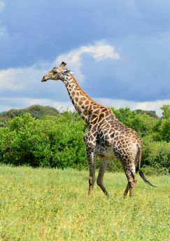 Lais Puzzle - Giraffe - 1.000 Teile