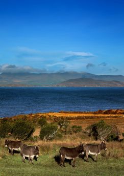 Lais Puzzle - Esel auf einem Feld - 1.000 Teile