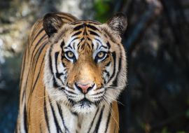 Lais Puzzle - Bengalischer Tiger - 1.000 Teile
